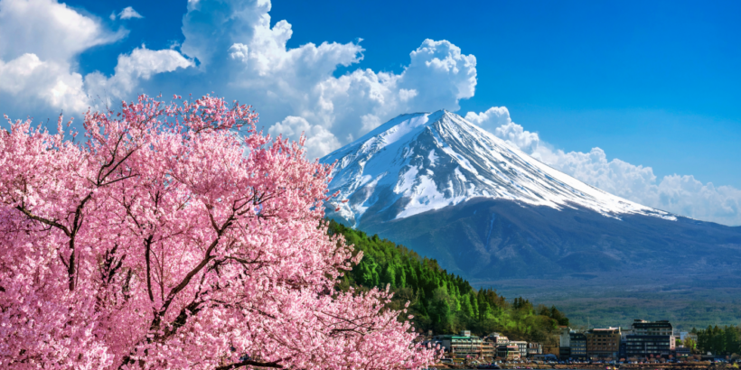 Tokyo: Private Cherry Blossom Experience - the best of ancient & modern Japan - Image 4